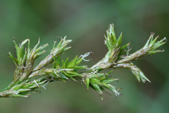 Carex brizoides