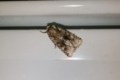 Lacinipolia olivacea