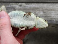 Sceloporus cyanogenys