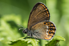 Coenonympha hero
