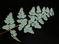 Argyrochosma jonesii