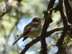 Lathrotriccus euleri