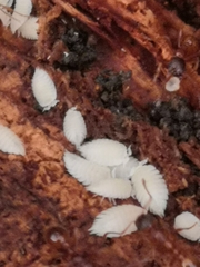 Platyarthrus hoffmannseggii