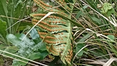Polypodium macaronesicum azoricum
