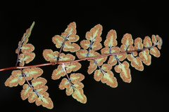 Argyrochosma jonesii