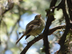 Lathrotriccus euleri