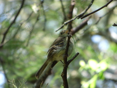 Lathrotriccus euleri