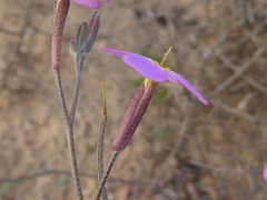 Malcolmia triloba