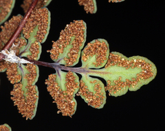 Argyrochosma jonesii