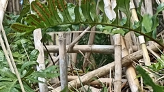 Polypodium macaronesicum azoricum