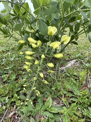 Baptisia bracteata
