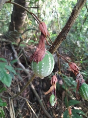 Passiflora vitifolia