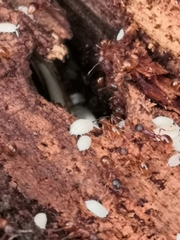 Platyarthrus hoffmannseggii