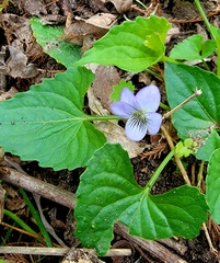Viola missouriensis