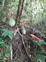 Passiflora vitifolia