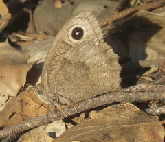 Cercyonis pegala boopis