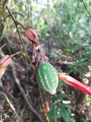 Passiflora vitifolia