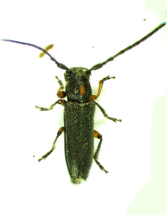 Phytoecia pustulata