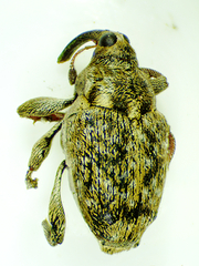 Poecilma capucinus