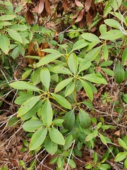 Kalmia latifolia