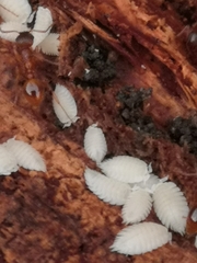 Platyarthrus hoffmannseggii