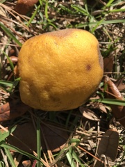 Citrus paridisi