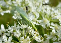 Pseudomallada flavifrons