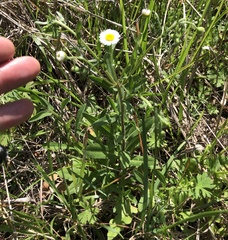 Erigeron strigosus