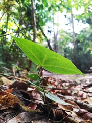 Passiflora megacoriacea