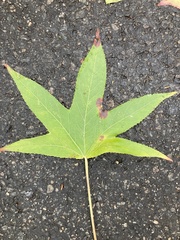 Liquidambar styraciflua
