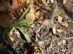 Orchis anthropophora