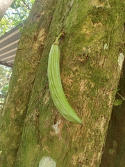 Parmentiera aculeata