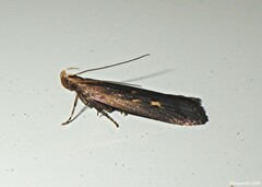 Dichomeris costarufoella