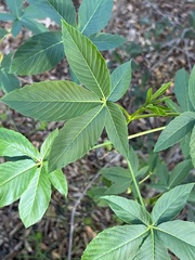 Aesculus californica