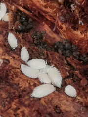 Platyarthrus hoffmannseggii