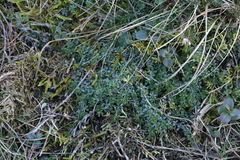 Galium saxatile
