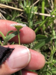 Erigeron strigosus