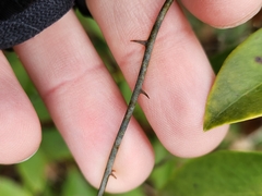 Smilax glauca