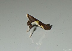 Caloptilia bimaculatella