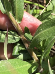 Erigeron strigosus