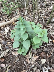 Urtica chamaedryoides