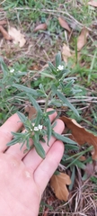 Buglossoides arvensis
