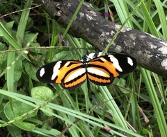 Heliconius ethilla