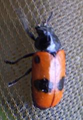 Clytra laeviuscula