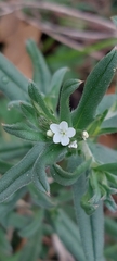 Buglossoides arvensis