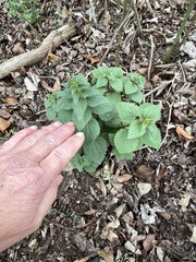 Urtica chamaedryoides