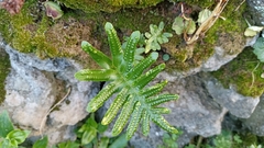 Polypodium macaronesicum azoricum