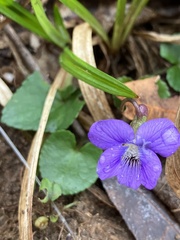 Viola hirsutula