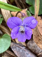 Viola hirsutula