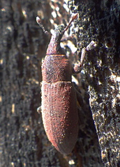 Lixus angustus